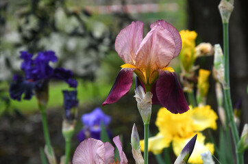 beautiful irises in bloom in a garden