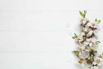 Blossoming spring tree branches as border on white wooden background, flat lay. Space for text