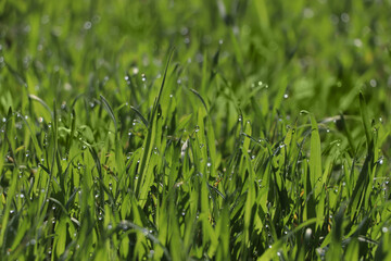 Obraz premium Fresh green grass with dew drops on spring morning, closeup.