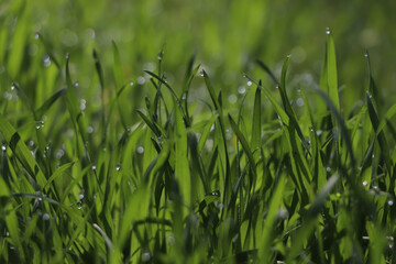 Fresh green grass with dew drops on spring morning, closeup.