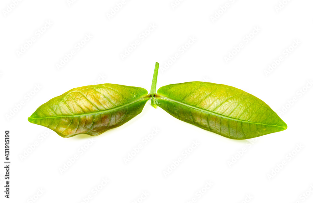 Wall mural green leaf isolated on a white background