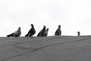 wild pigeons on the roof. black and gray pigeons sit on the roof against the sky