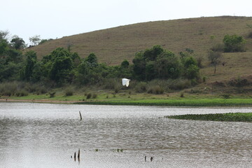Bird in the lake of furnas, Brazil