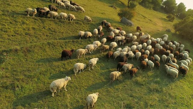 Beautiful flock of sheep ewe woolen unshorn lambs walk graze on high mountain slopes. Jumbuck 
ram mutton large herd. Alpine pasture grassland. Romantic animals scenery. Summer Alps warm sun rays 