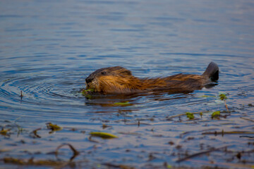 Rodent,Rat,water,aquatic,aqueous,watery,liquid
