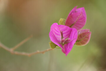 Fototapeta na wymiar Flower purple beautiful in the garden