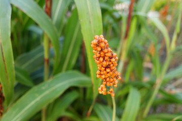 Light orange ripe seed of millet or sorghum on branch and blur geen leaves background, Thailand.