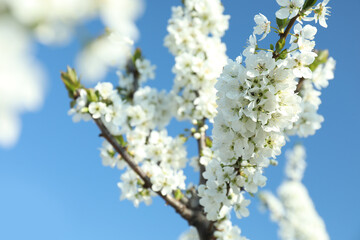 Branches of blossoming cherry plum tree against blue sky, closeup