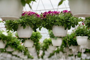 Seasonal sale of indoor flowers. Young plants growing in greenhouse at spring