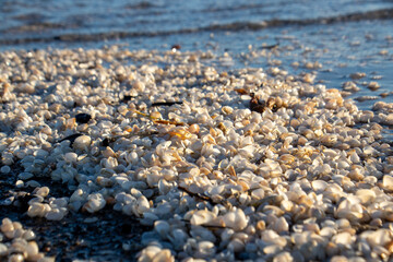 Skagen, Grenen - Dänemark 3