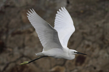 Egret in flight