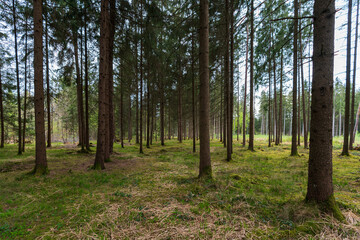 Waldstück