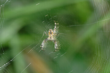 Spider and web macro