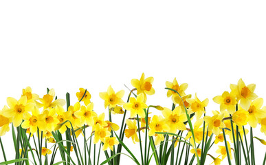 Many beautiful yellow daffodils on white background