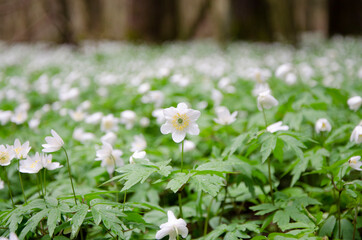 white snowdrop flower in spring forest