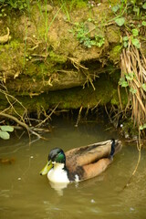 ducks are in the rıver swimming
