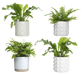 Set with beautiful ferns in pots on white background
