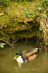 ducks are in the rıver swimming