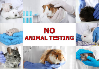 Collage with different photos and text NO ANIMAL TESTING