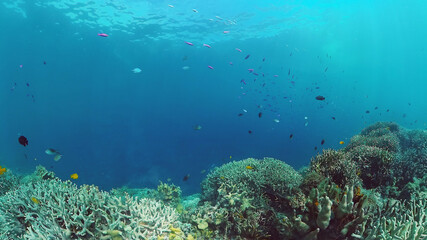 Naklejka na ściany i meble Tropical Fishes on Coral Reef, underwater scene. Panglao, Philippines.