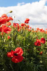 Summer red poppy in grass field landscape