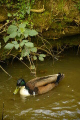 ducks are in the rıver swimming