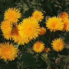 bright yellow spring dandelions close-up
