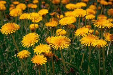 bright yellow spring dandelions close-up