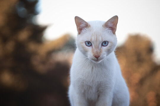 Portrait of white cat with blue eyes and unfocused background