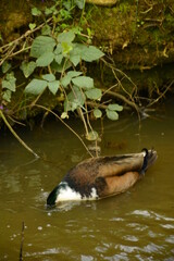 ducks are in the rıver swimming
