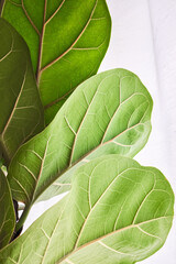 観葉植物の葉脈
