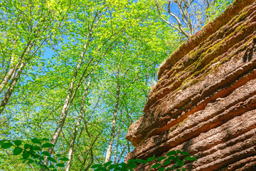 Rock wall in lush foliage forest in the summer