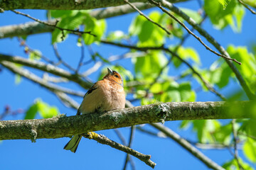 Male Chaffinch sitting on a branch in a tree