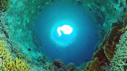 Tropical coral reef and fishes underwater. Hard and soft corals. Underwater video. Panglao, Bohol, Philippines.
