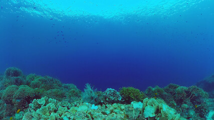 Naklejka na ściany i meble Underwater fish garden reef. Reef coral scene. Seascape under water. Panglao, Bohol, Philippines.