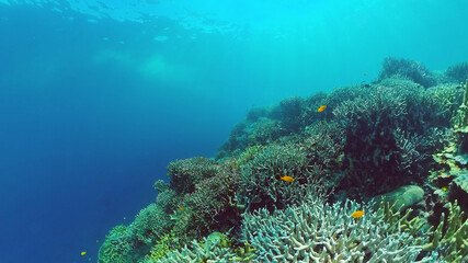 Tropical fishes and coral reef at diving. Beautiful underwater world with corals and fish. Panglao, Bohol, Philippines.