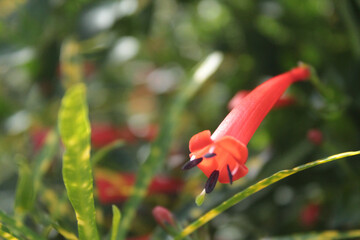Beija-flor, vem me beijar