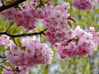 Pink cherry blossoms on branches on a sky background, Cherry blossoms or sakura in Riga, Latvia 