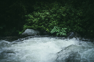 Green forest landscape with wild thickets near powerful mountain river. Blurred power turbulent rapids in mountain creek in dark forest. Atmospheric nature scenery with mountain river and wild flora.