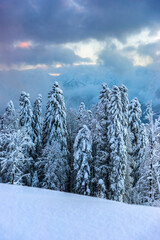 Snow covered pine forest on the mountain slope against colorful sunset cloudy sky. Gazprom ski resort in Krasnaya Polyana. Sochi, Russia.