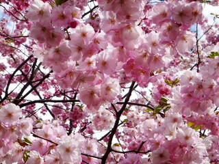 pink cherry blossom sakura flower blooming close-up of   in Riga, Latvia. Pink flowers of sakura