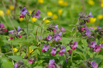 Flowers of lungwort in the spring forest.