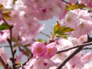 pink cherry blossom sakura flower blooming close-up of   in Riga, Latvia. Pink flowers of sakura