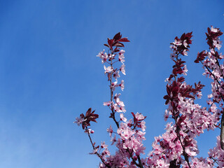 The tree blossomed in the spring. Against the background of the blue sky.      