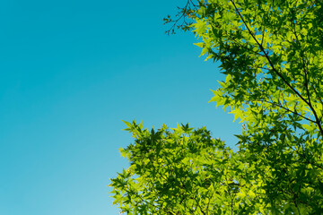 Summer and spring background. Green leaves of a tree against the background of the sun and blue sky. Relax, ecology, rest and nature concept