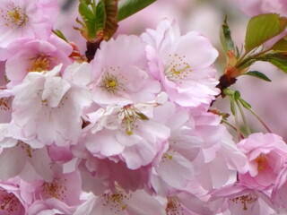 pink cherry blossom sakura flower blooming close-up of   in Riga, Latvia. Pink flowers of sakura