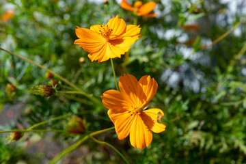 Orange cosmos flowers and leaves