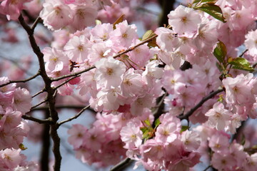 pink cherry blossom sakura flower blooming close-up of   in Riga, Latvia. Pink flowers of sakura