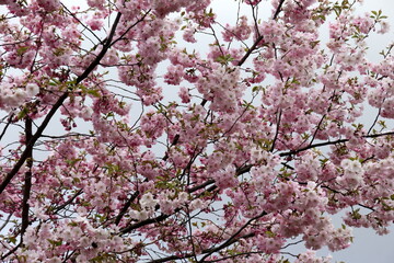 pink cherry blossom sakura flower blooming close-up of   in Riga, Latvia. Pink flowers of sakura