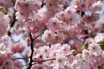 Fototapeta premium pink cherry blossom sakura flower blooming close-up of in Riga, Latvia. Pink flowers of sakura